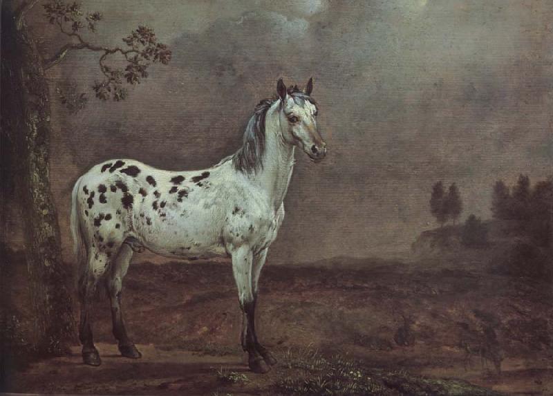 POTTER, Paulus A geschecktes horse Germany oil painting art